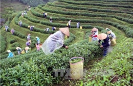 Bắc Kạn khuyến khích liên doanh, liên kết sản xuất hàng hóa